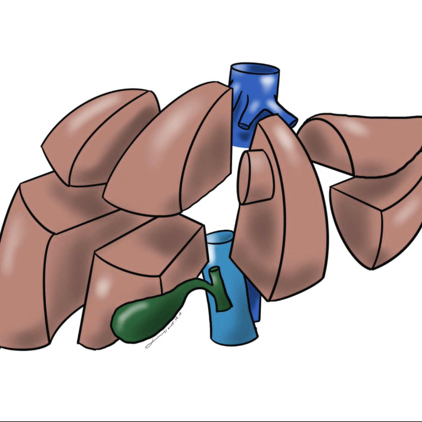 S02E02 站在巨人的肩膀上——肝臟分葉的結構 (下)