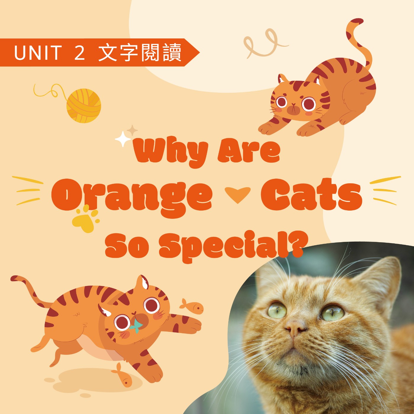 2025-Fall U2 Why Are Orange Cats So Special ? 2025-Fall U2 Why Are Orange Cats So Special ?