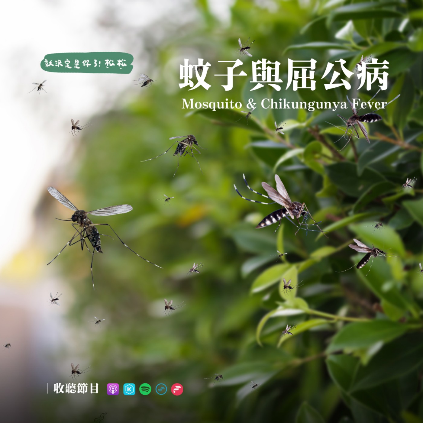 EP107 屈公病來襲 🦟 傳染病與蚊子之間的量子糾纏❗我們該小心什麼❗