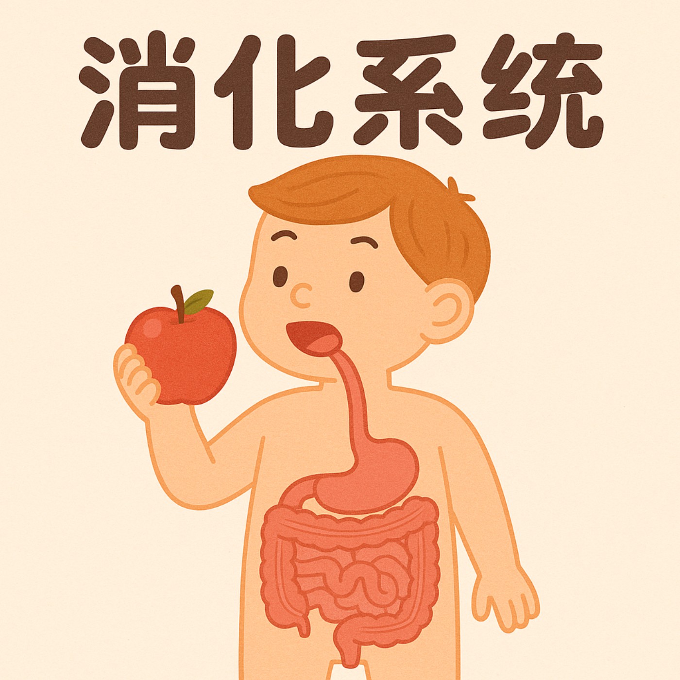 EP11｜消化系統－食物探險記：從大口咬下到變成便便的奇妙旅程