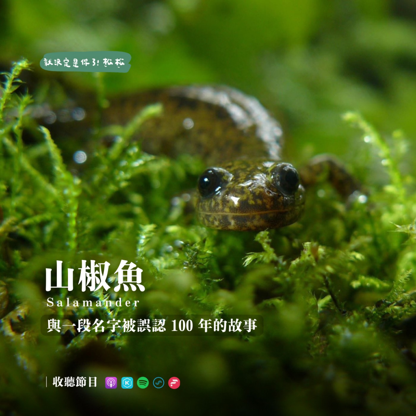 EP108 山椒魚🧂 來自高山的微笑精靈～被搞錯名字一百年的故事 😳
