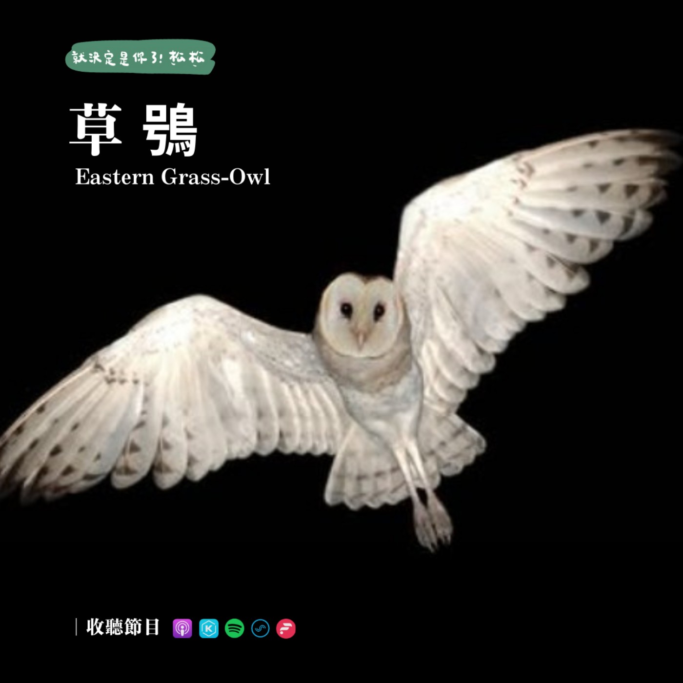 E67 草鴞 🦉 可愛蘋果臉 🍎 圓滾滾大眼睛 🌾 唯一棲息在草原的貓頭鷹 — 瀕危的台灣特有亞種