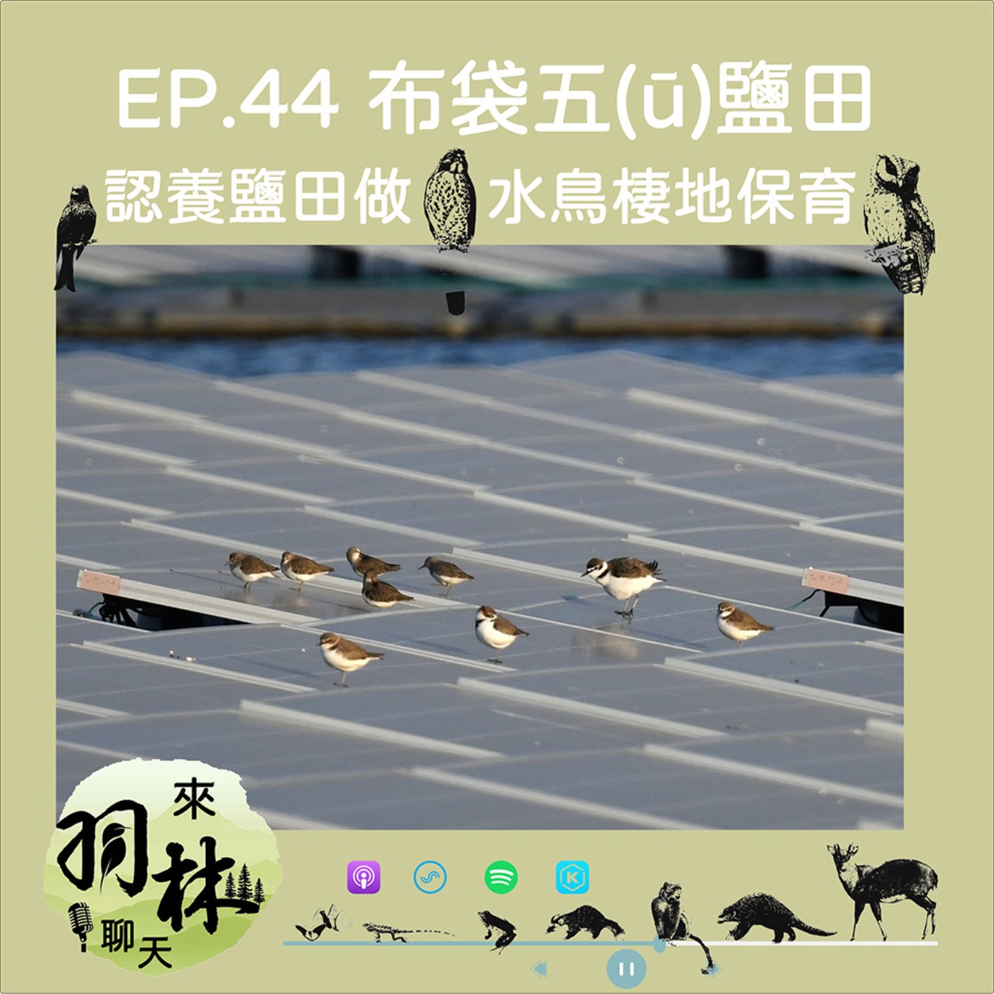 來羽林聊天 EP.44 布袋五(ū)鹽田/在光電開發下保存野鳥棲地/高雄鳥會如何成為NGO界「領地」冠軍？ ft. 洪貫捷 高雄鳥會理事