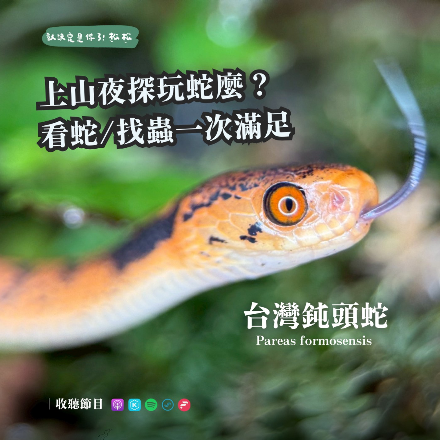 EP109﹝培育日記﹞ 北橫夜探奇遇記⛰️Ｘ羽化的生命教育Ｘ沙崙草鴞🦉