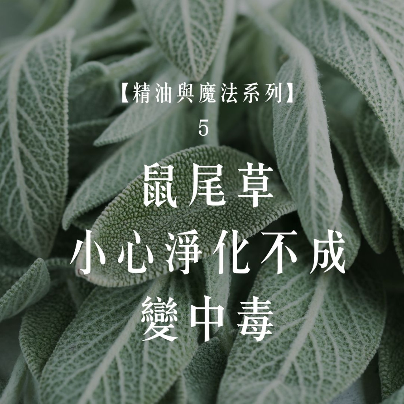 Ep.103【精油與魔法5】鼠尾草精油與更年期魔法:女巫的身體變化筆記