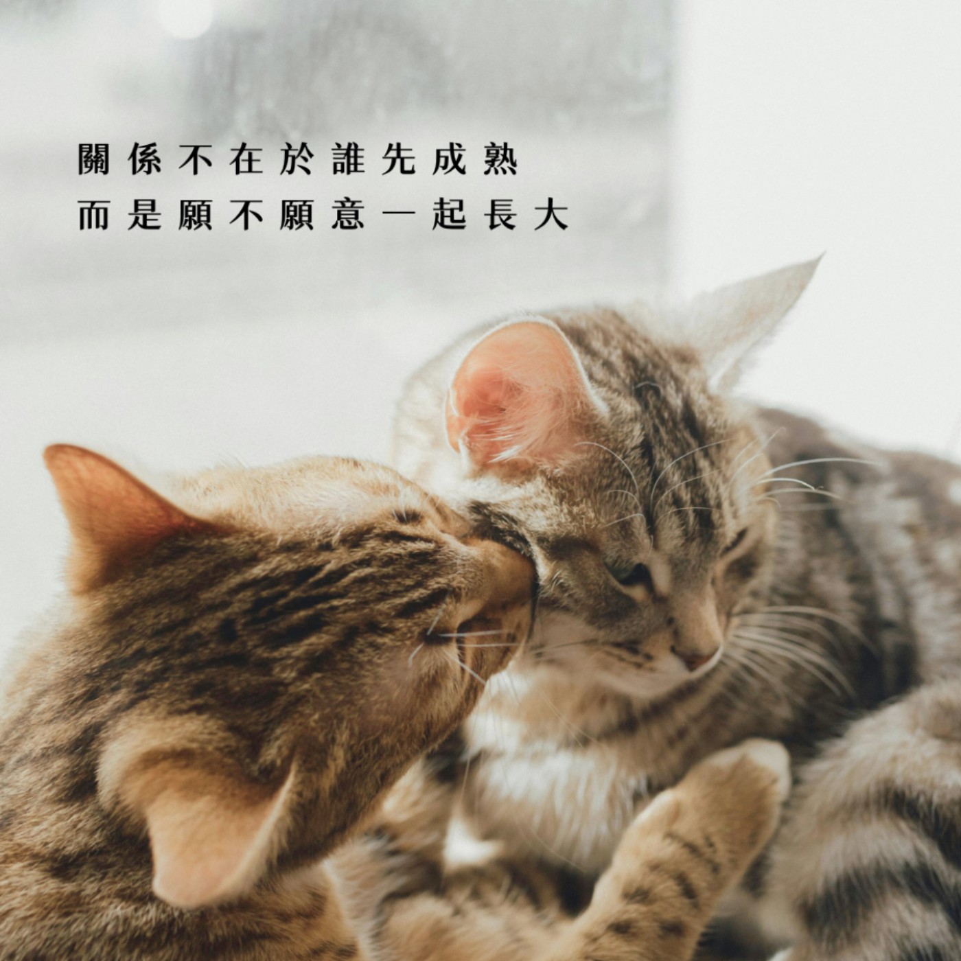 【愛情故事】關係不在於誰先成熟，而是願不願意一起長大。 episode artwork