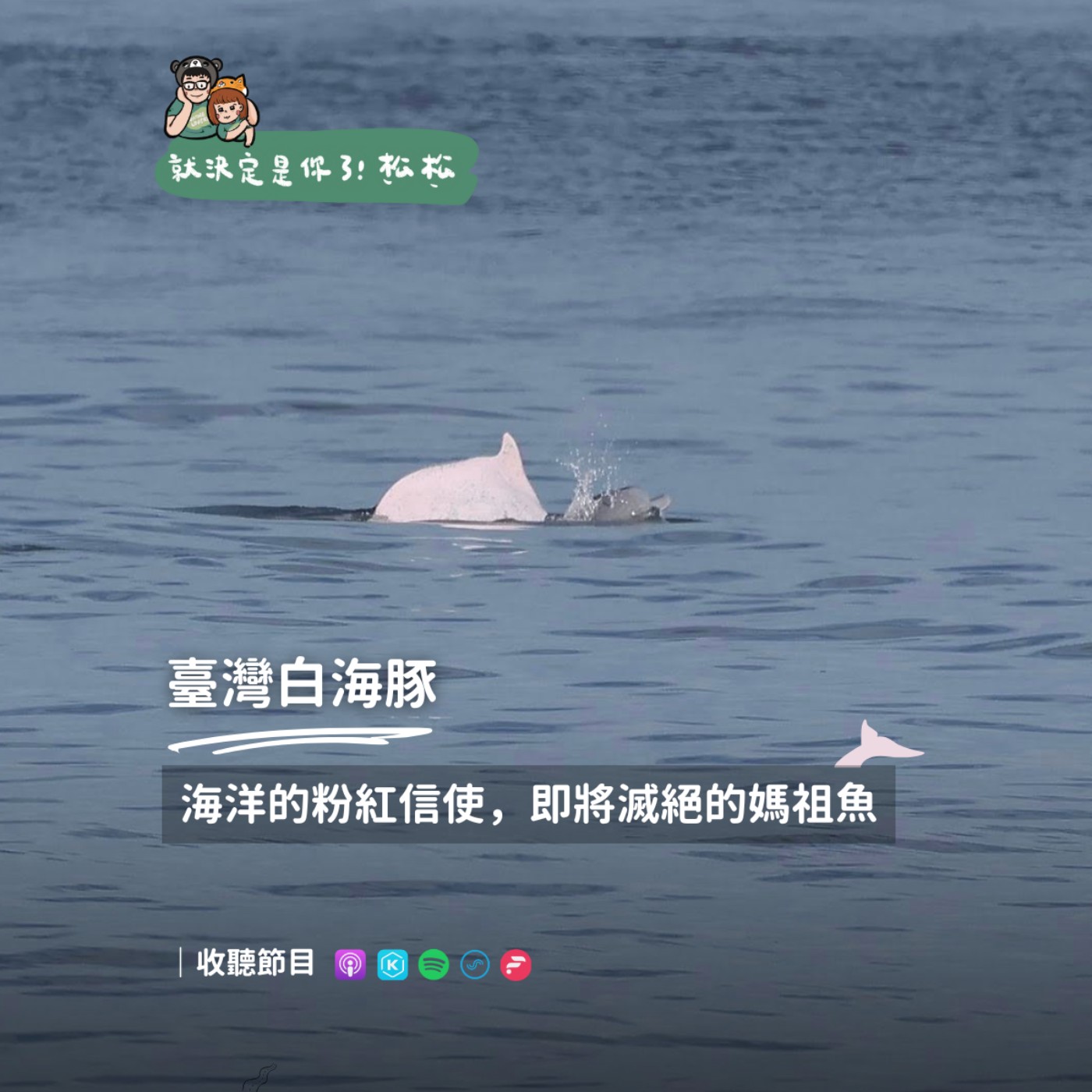 EP111 臺灣白海豚 🐬 海洋中的「粉紅信使」,即將滅絕的媽祖魚傳說