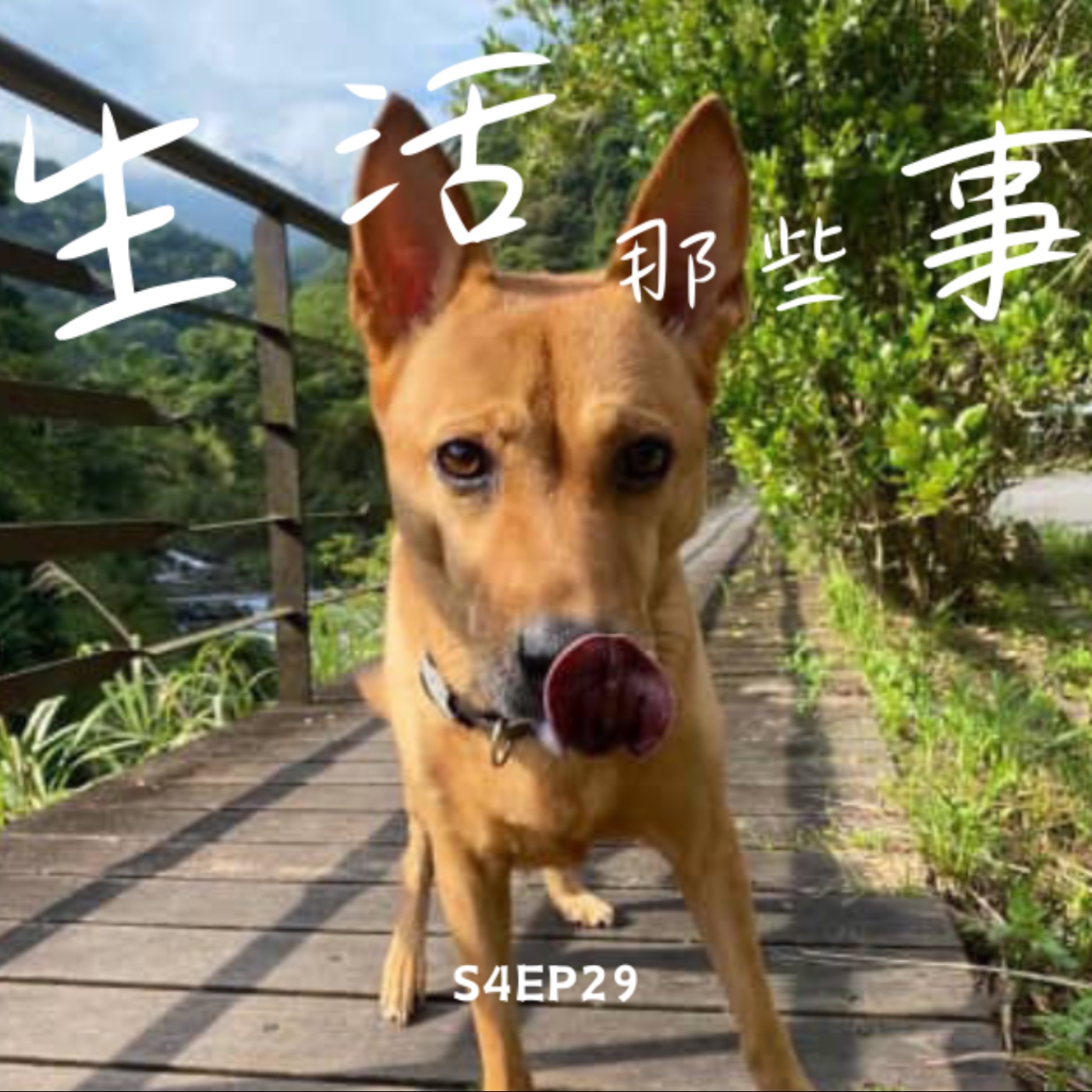 S4EP29 突如其來的離世寵物溝通，原來我的Tarzan真的一直都在呢！！ episode artwork
