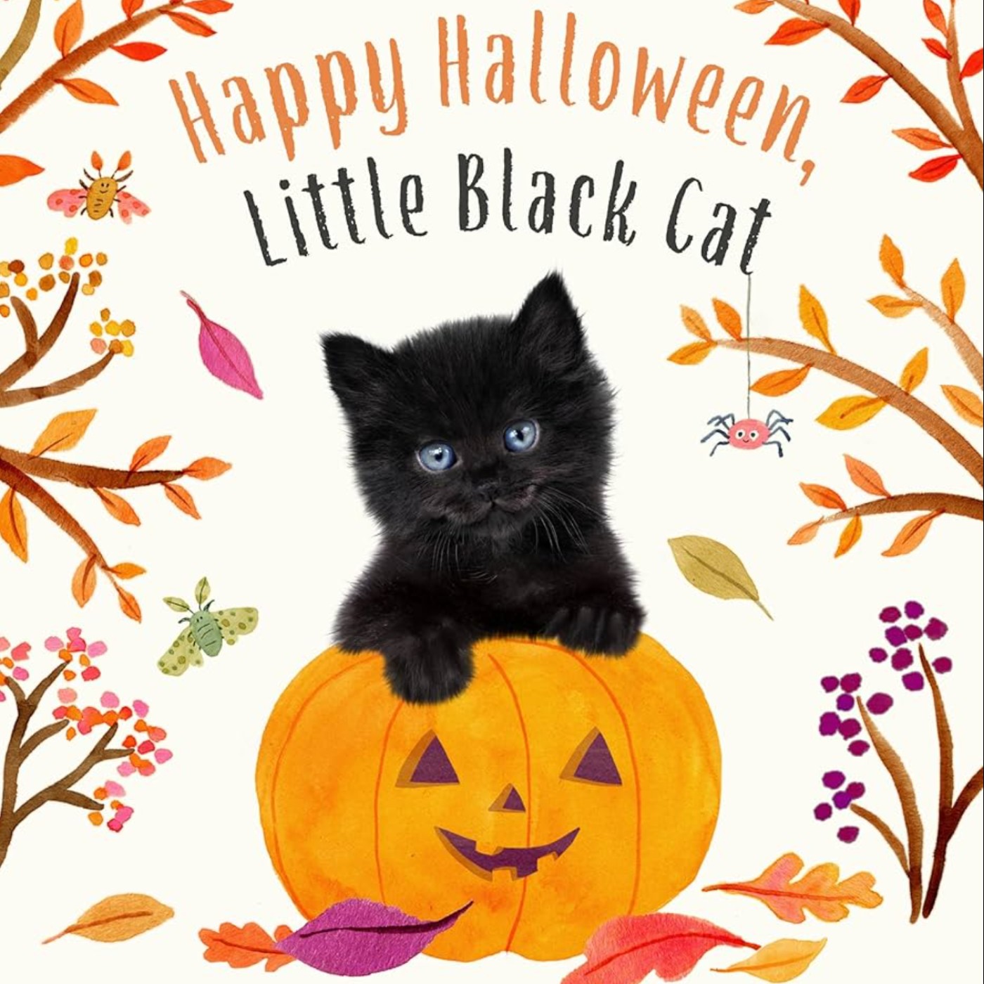 EP.102 英文繪本《小黑貓，萬聖節快樂！》/An English Picture Book “Happy Halloween, Little Black Cat”