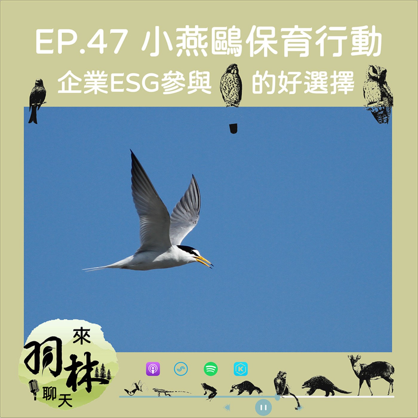 來羽林聊天 EP.47 小燕鷗的保育故事/淨灘與鳥類保育有衝突？/貨運棧板的妙用 ft. 洪崇航博士 台大水工所助理研究員