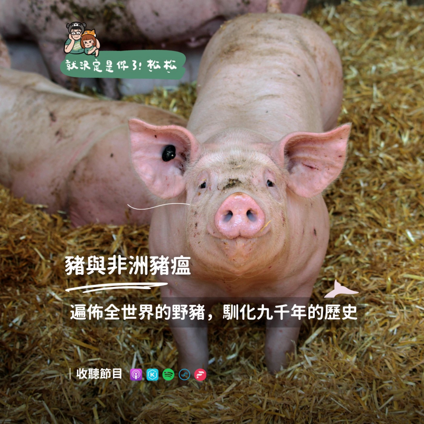 EP113 豬 🐷 席捲世界的非洲豬瘟❗豬的驚人野化超能力