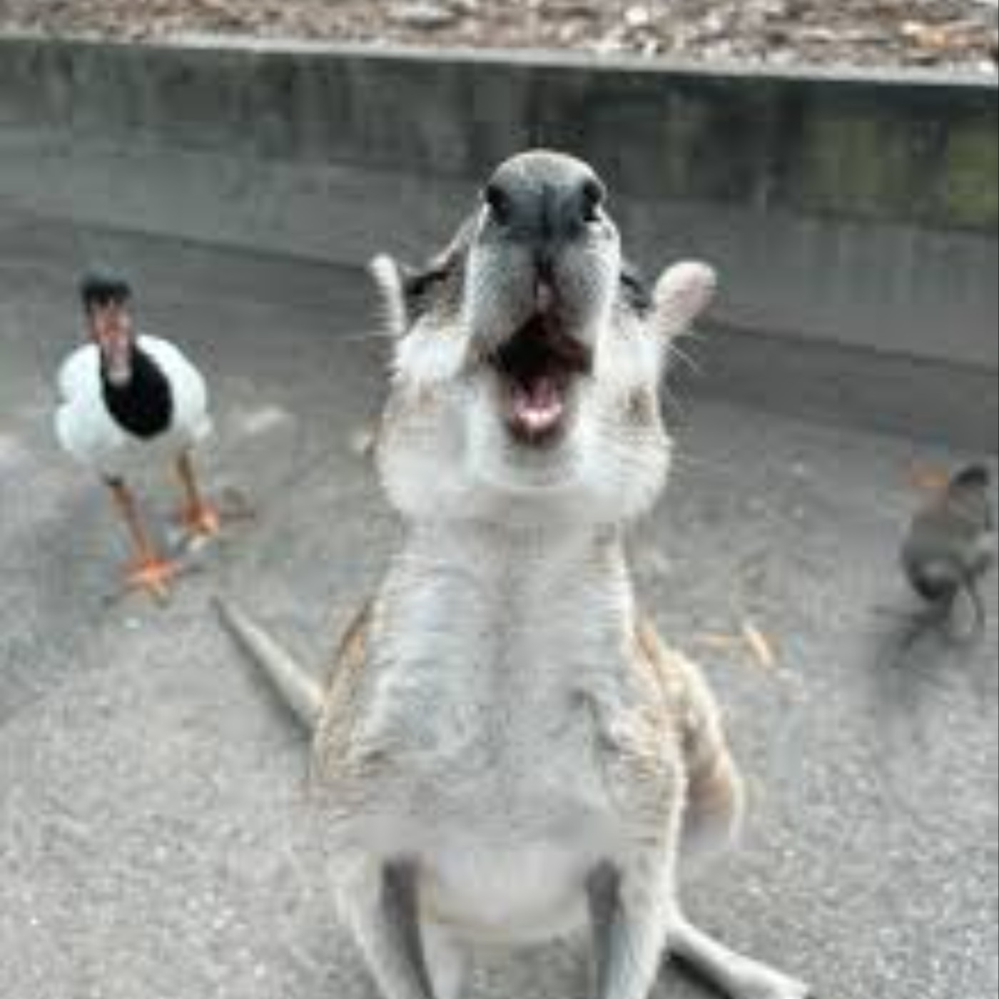 Gay Capitol Gay Capitol