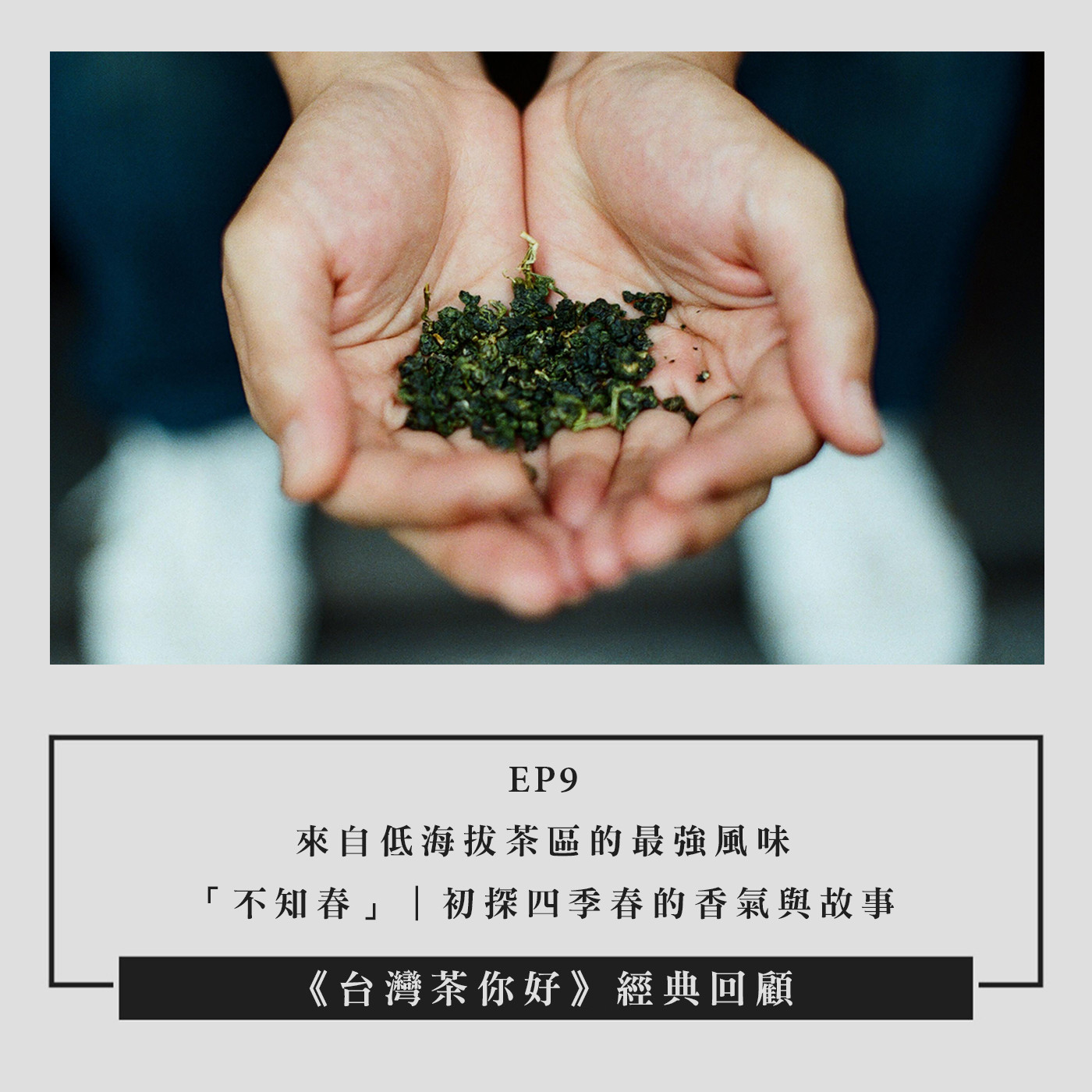 【經典回顧】EP09｜來自低海拔茶區的最強風味—「不知春」｜初探四季春的香氣與故事 episode artwork