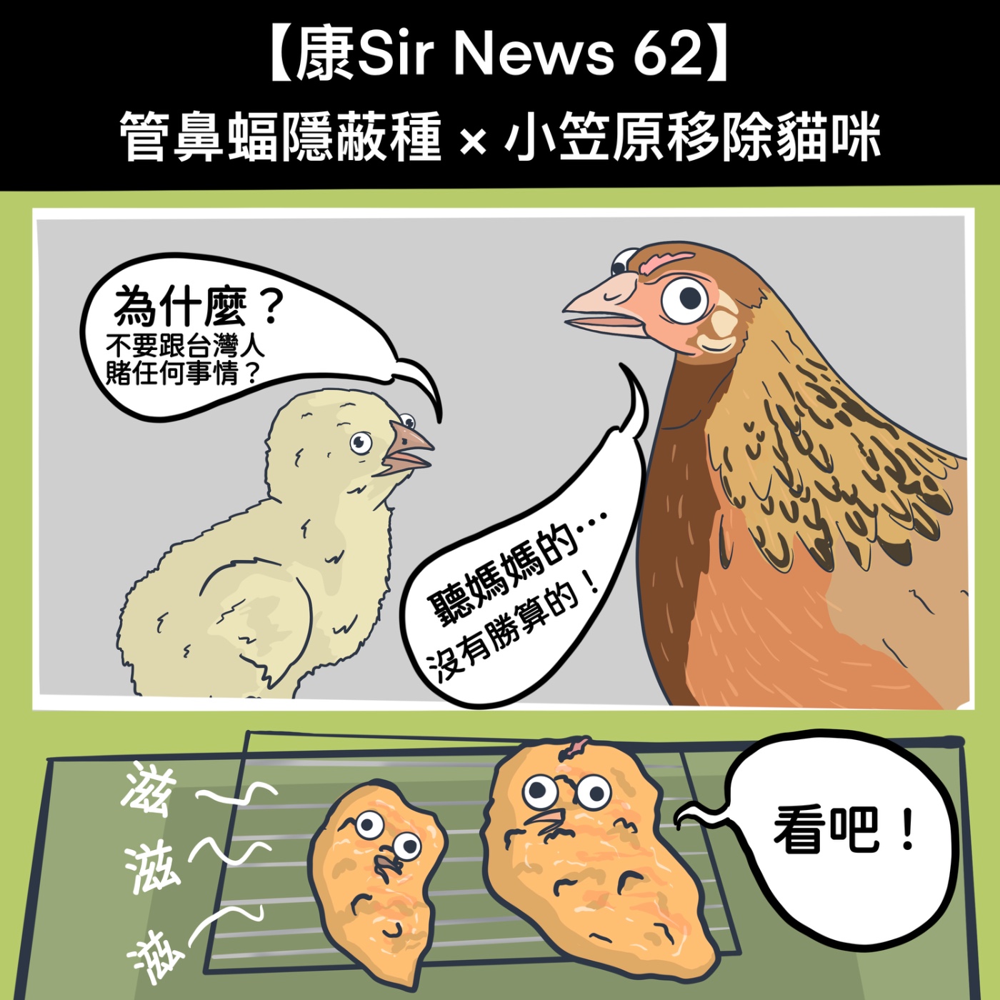 【康Sir News 62】管鼻蝠隱蔽種 × 小笠原移除貓咪 episode artwork
