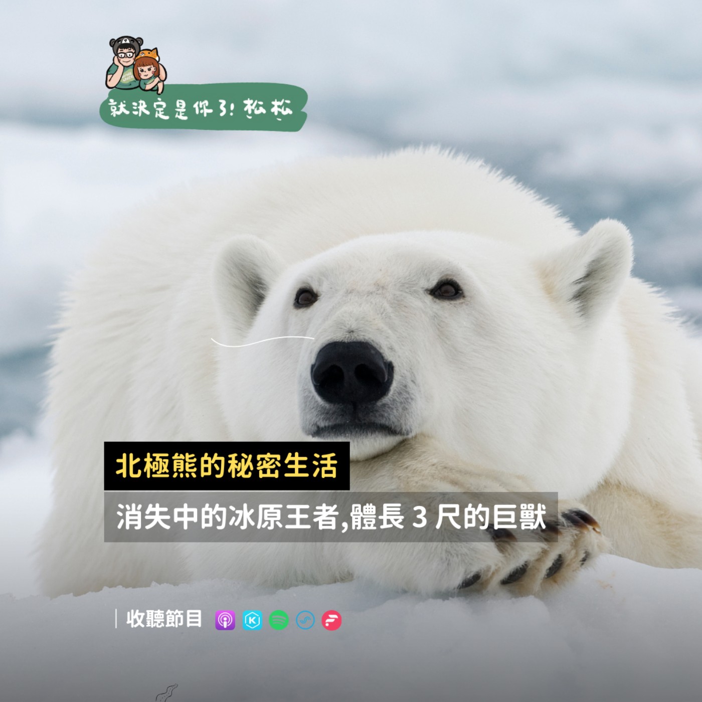 EP114 北極熊 🐻‍❄️ 的秘密生活 ❄️ 毛皮其實不是白色 ?! 面臨消失危機的王者