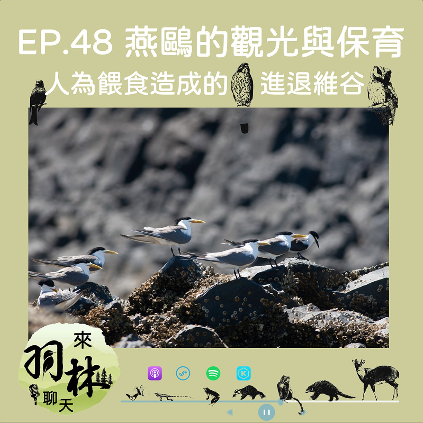 來羽林聊天 EP.48 離島燕鷗的觀光與保育難題/你願意付多少錢坐船出海看燕鷗？/餵食讓燕鷗增加是保育有成？ ft. 洪崇航博士 台大水工所助理研究員