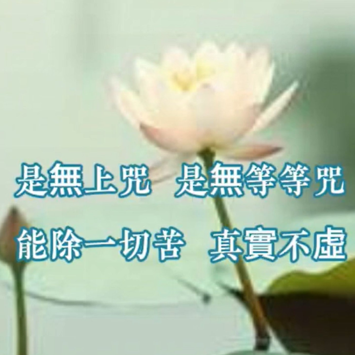 以無所得故 菩提薩埵  #心經隨想
