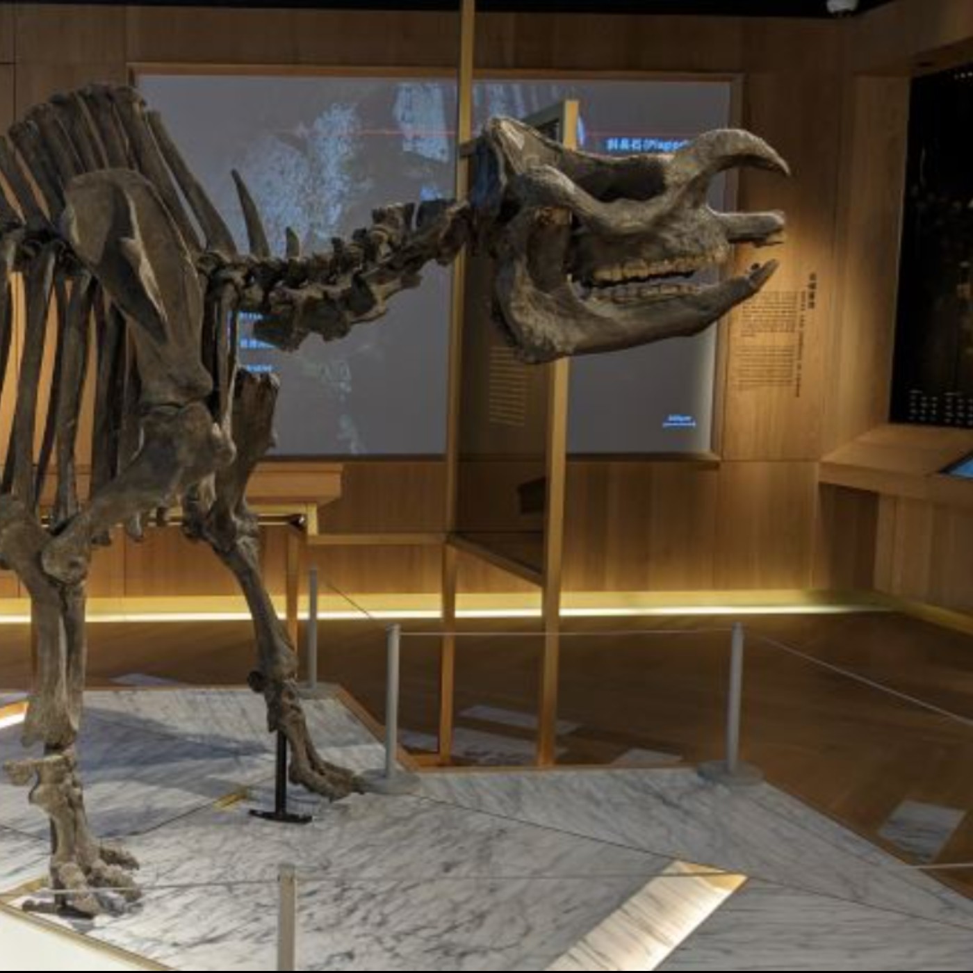 EP.11 走進「臺灣有犀」與世界對照:犀牛化石開啟的百年科學物語 EP.11 走進「臺灣有犀」與世界對照:犀牛化石開啟的百年科學物語