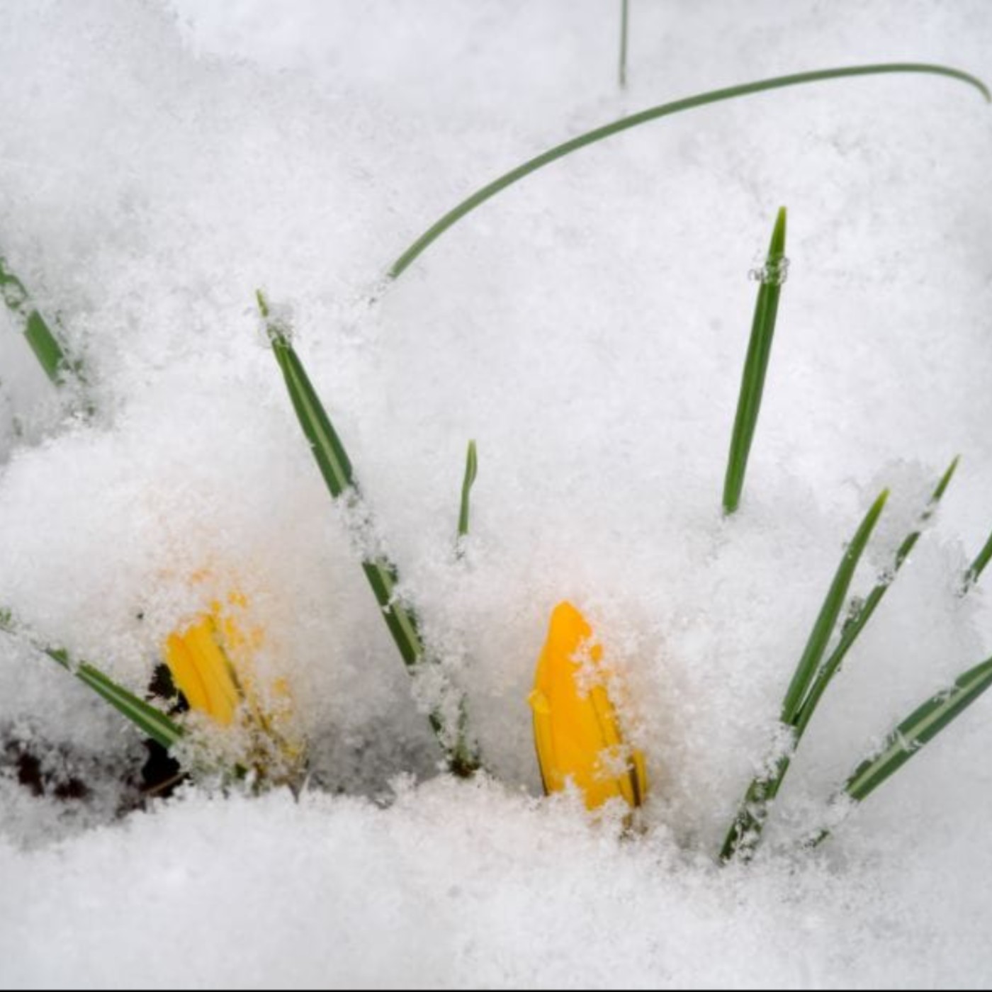 【聽文章】看守所裏的春天 【聽文章】看守所裏的春天