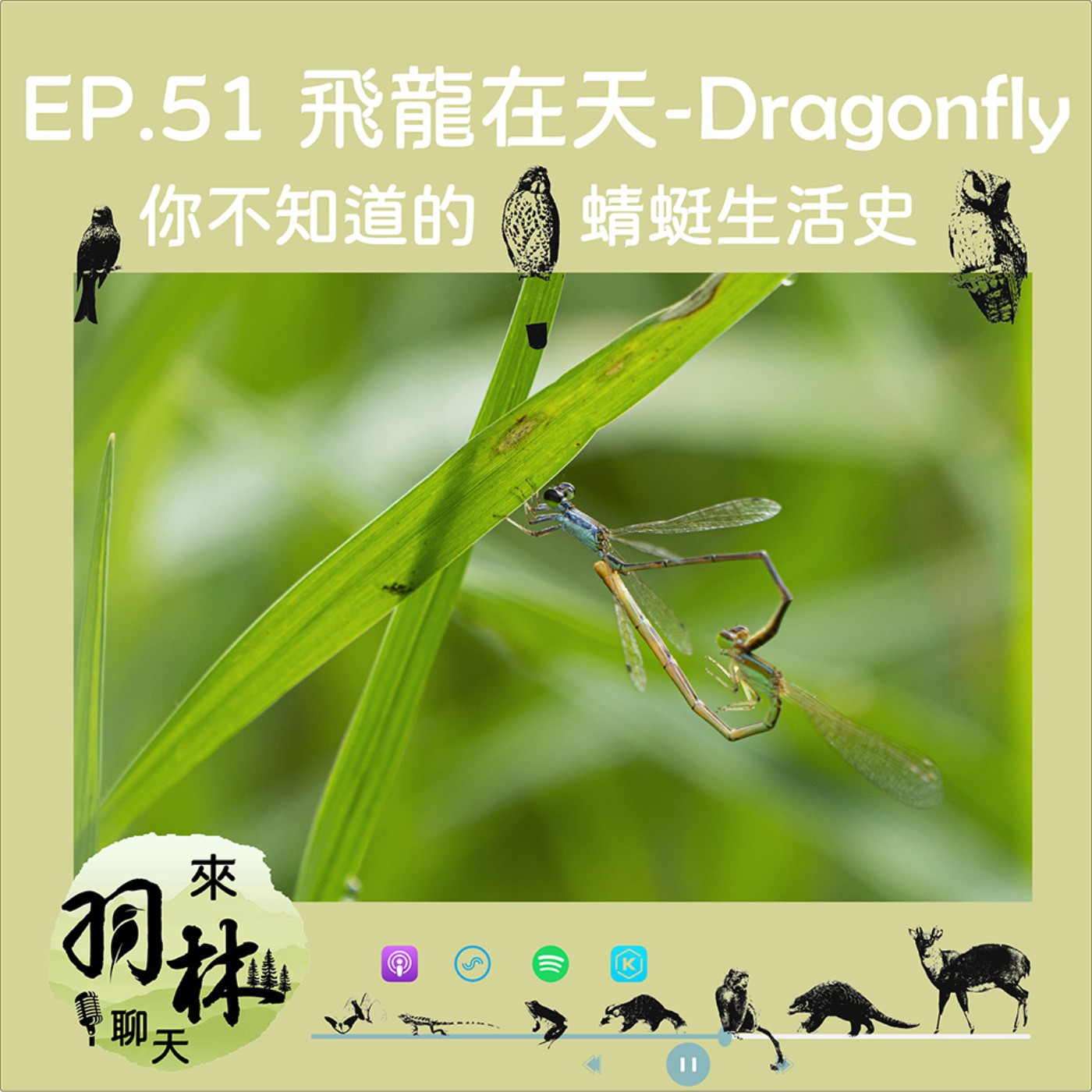 來羽林聊天 EP.51 飛龍在天-Dradonfly/認識蜻蜓從看他們瑟瑟開始/短鋏晏蜓的發現過程是靈異故事 ft. 李宜龍、陳維庭 臺灣蜻蜓學會