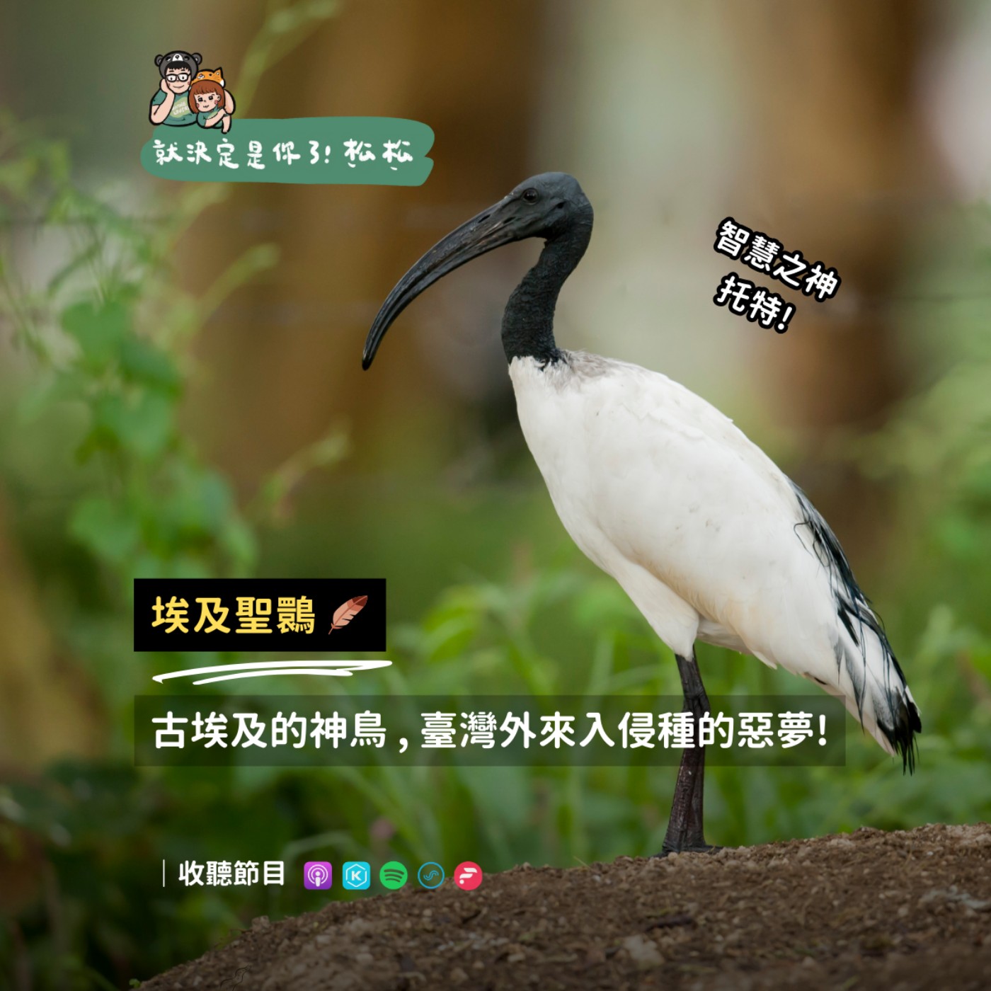 EP120 埃及聖䴉🪶 來自古埃及的神鳥，也是百大外來入侵種惡夢 ☄️ 臺灣清零最後一哩路！