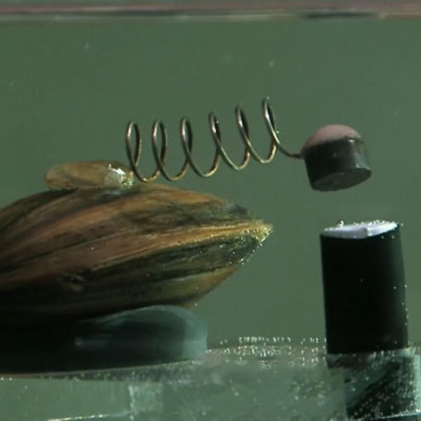 EP410[如果蛤蠣會說話，牠會勸你別碰這杯水]