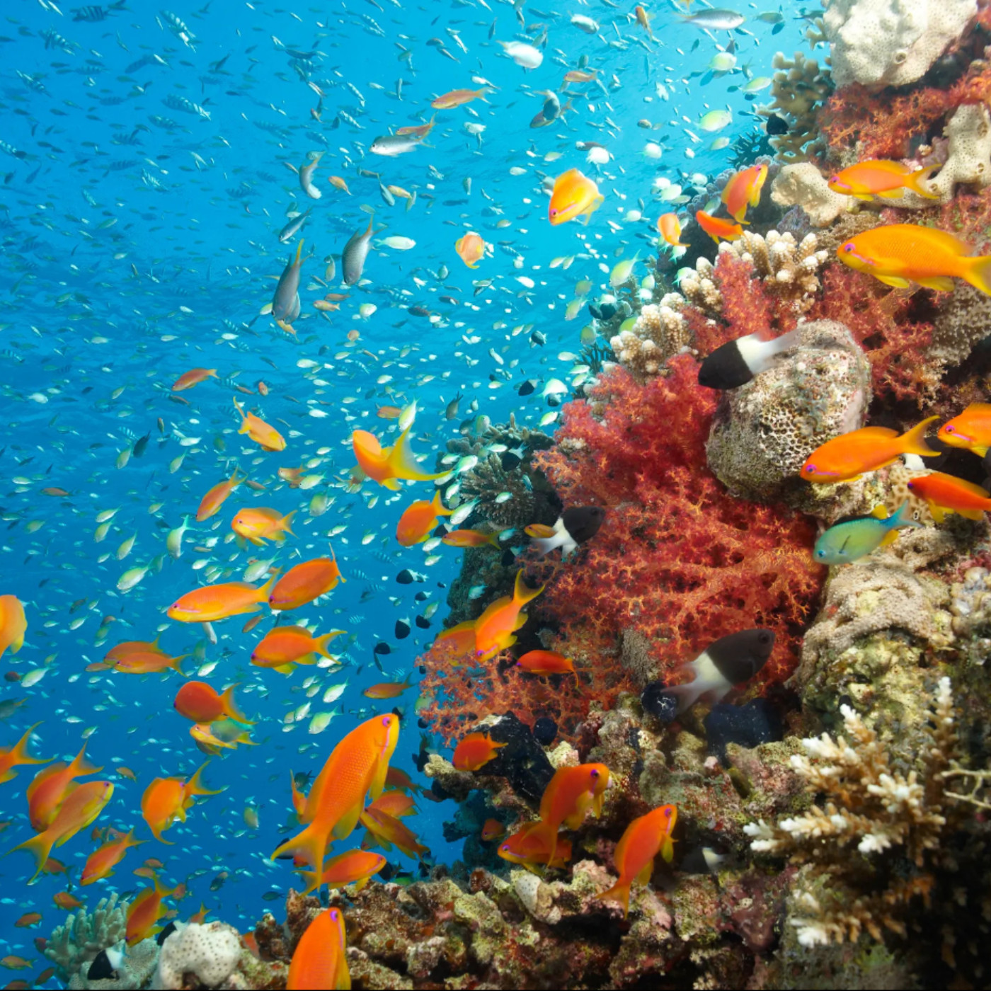 #541 【唔易二選一】挑戰道德底線，活下去的理由！殘酷二選一🧠