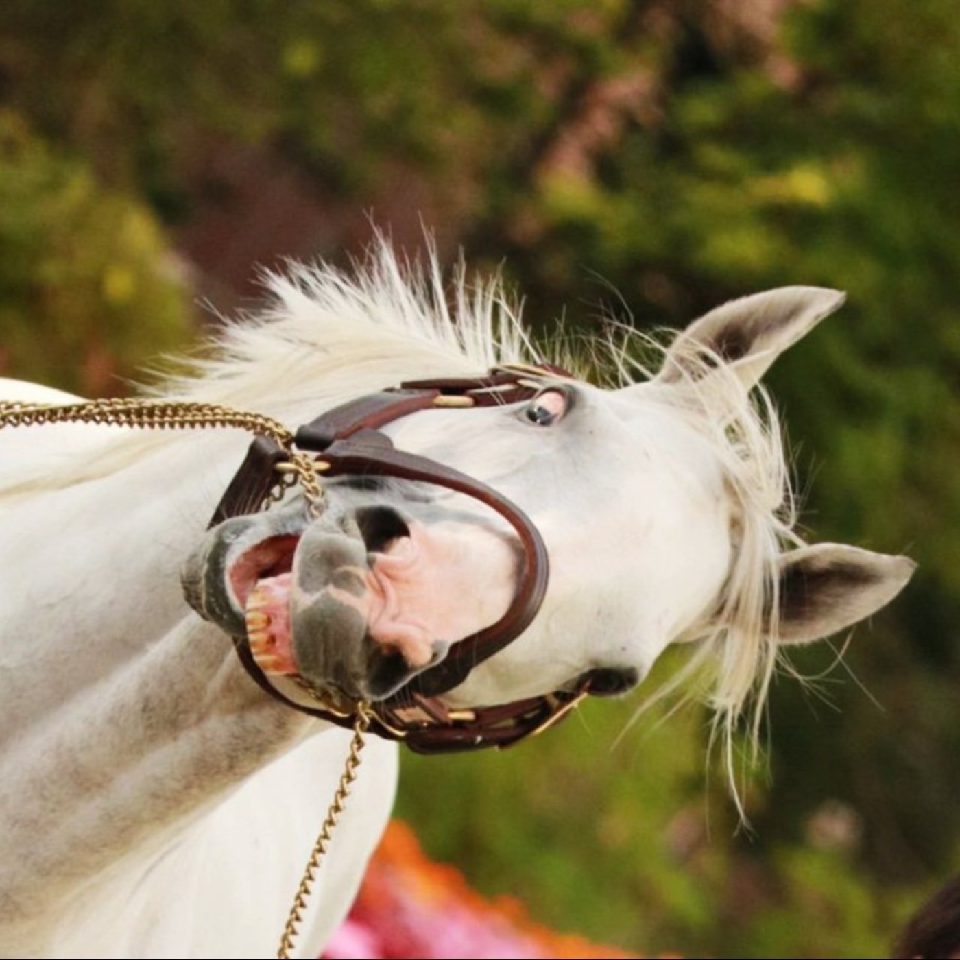 轉角遊樂器 EP.23 奔馳吧！《賽馬娘》與日本ACG文化的「資料庫消費」特性