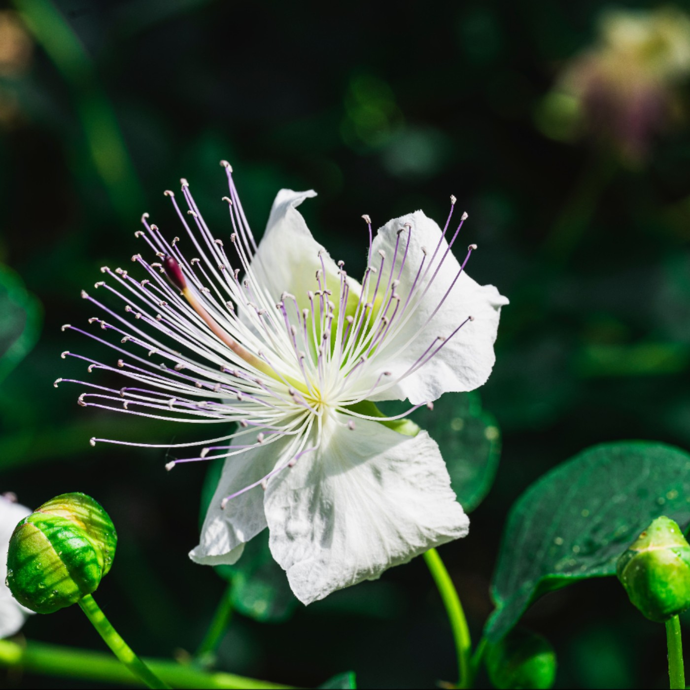 迎向挑戰 episode artwork