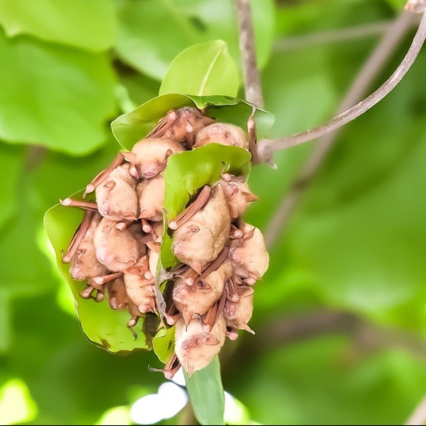 🦇 廢棄教室大變身！結合AI與VR科技，這所小學把生態保育玩得很酷！