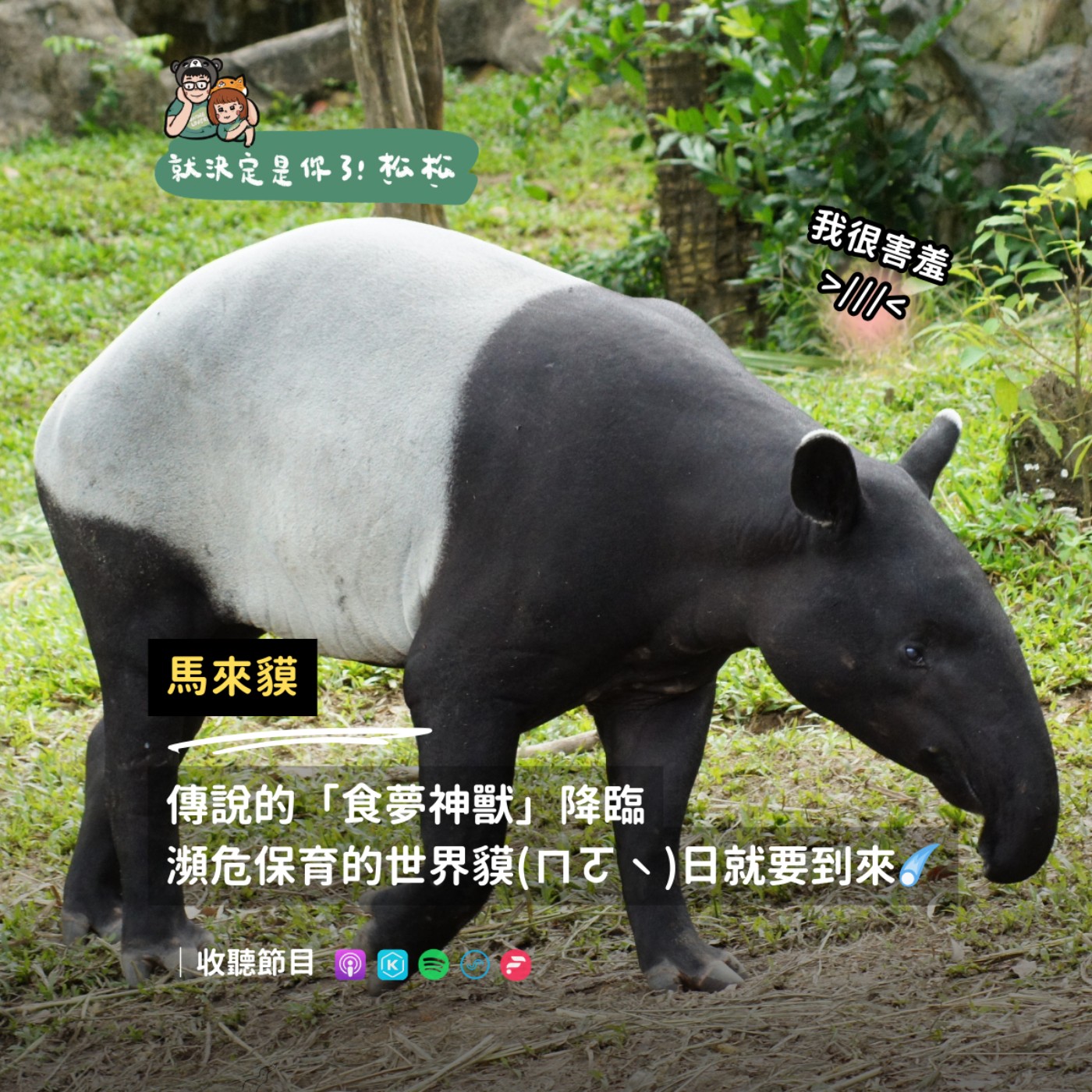 EP124 馬來貘 💤 傳說的食夢神獸降臨，瀕危保育的世界貘(ㄇㄛˋ)日就要到來☄️