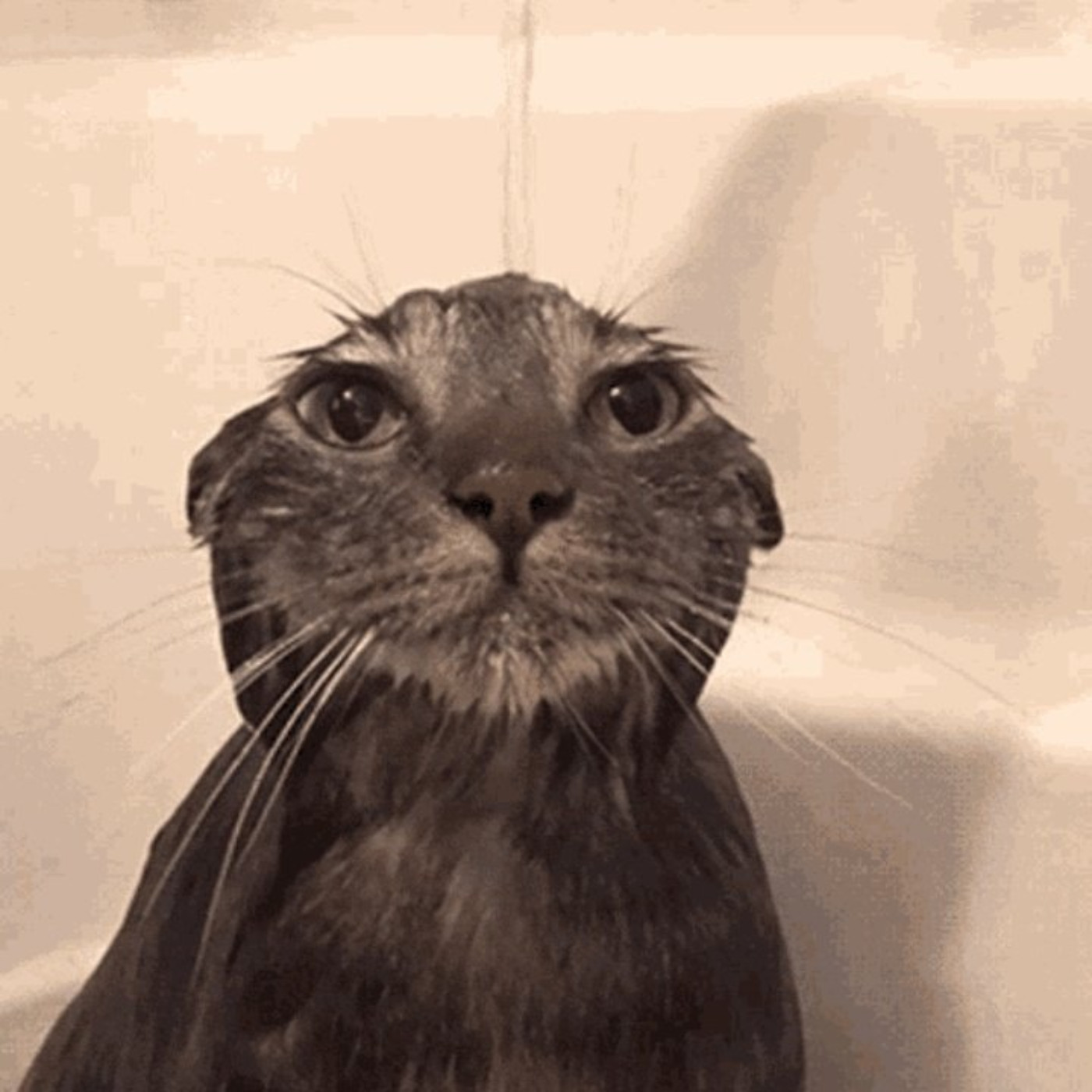 #553 抽濕機，Everyday。(本集有二十分鐘屎尿Talk) ft. Alma郭爾君  朱勇 白清瑩