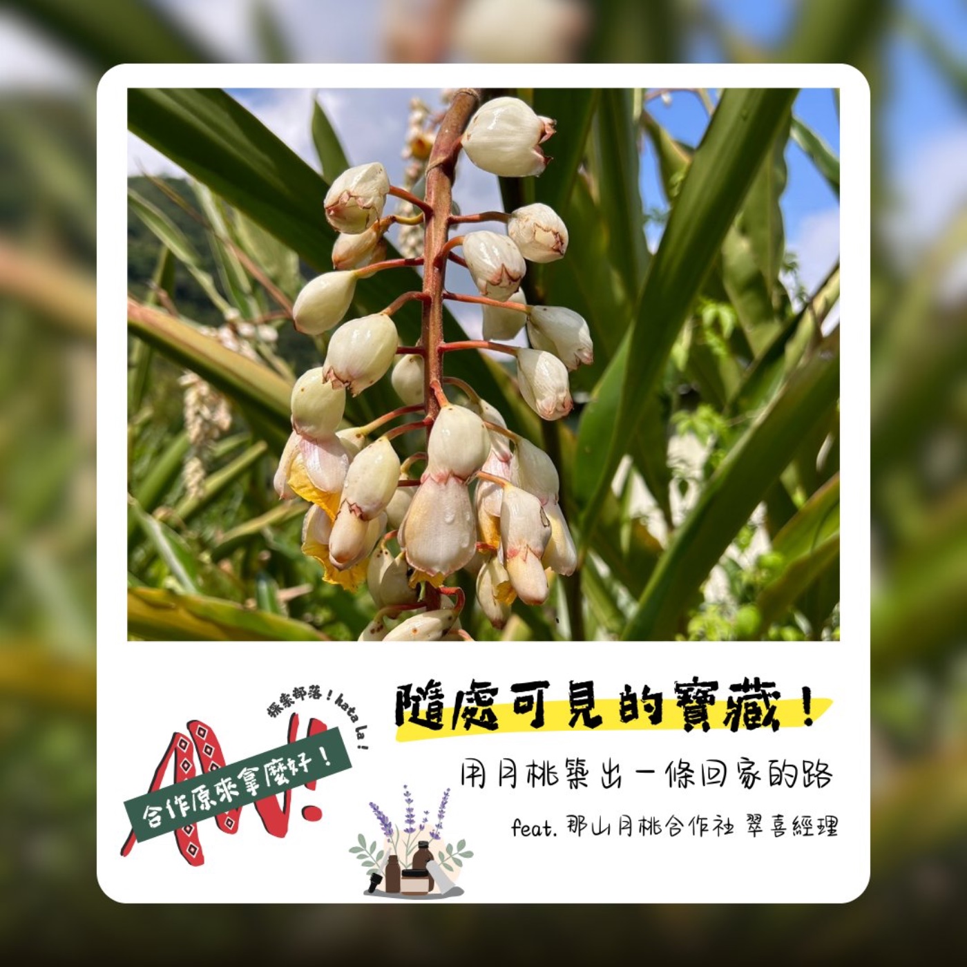 【合作原來拿麼好】隨處可見的寶藏～用月桃築出一條回家的路！ feat. 楊翠喜經理 episode artwork