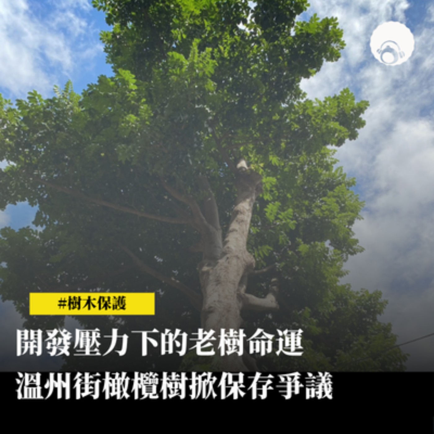 【新聞專題】開發壓力下的老樹命運　溫州街橄欖樹掀保存爭議 episode artwork