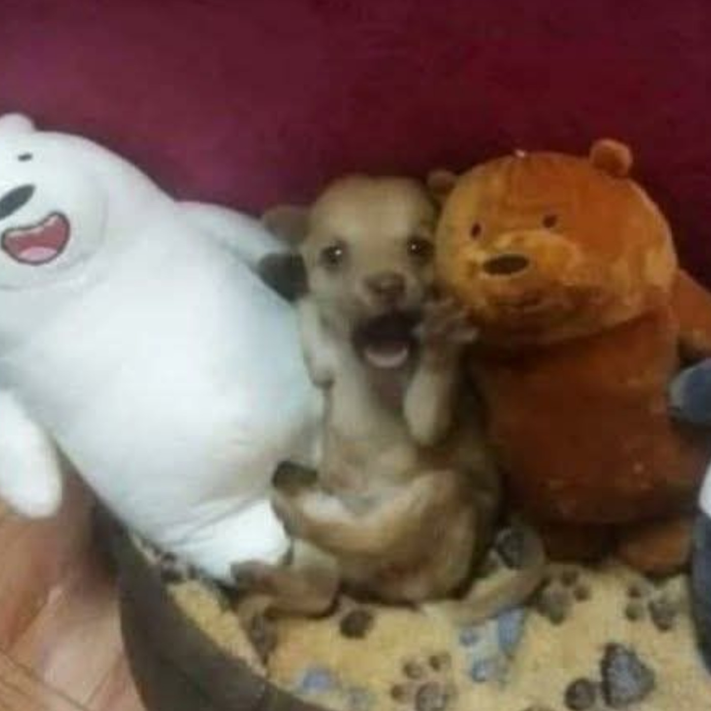 #556 【友誼大戰】來一場賭上友情的對決！眼中的自己VS別人眼中的自己👁️