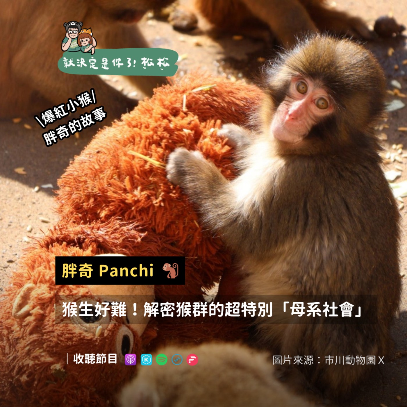 EP125  Panchi 君 🙉 可愛獼猴席捲世界❗猴群的社會跟你想的很不一樣～