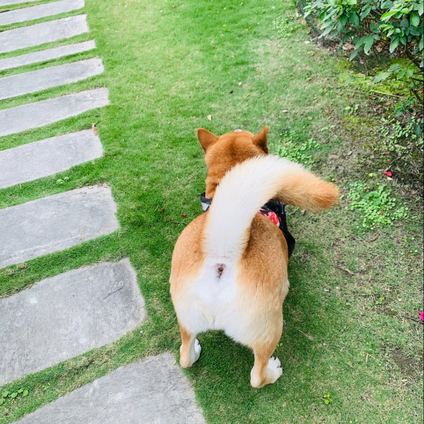 提倡快樂的小狗