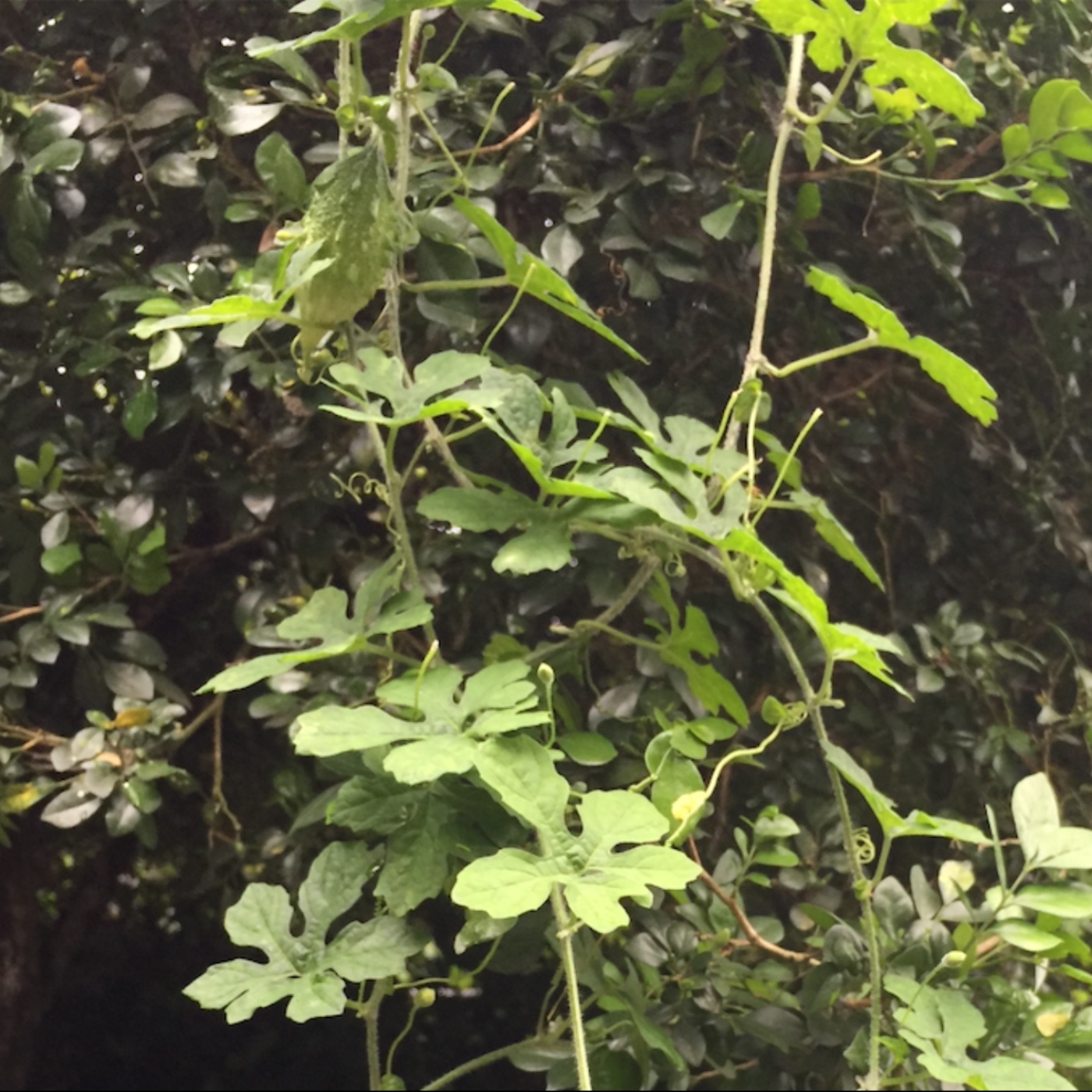 EP259  有人為什麼愛吃苦？+臺灣珍鳥重現—重現維多利亞時代台灣鳥類繪圖的當代意義 episode artwork