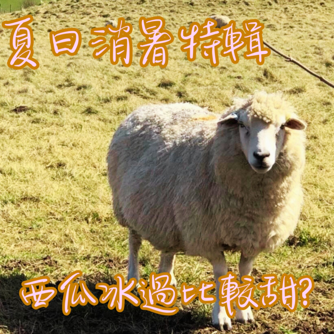 EP27【說】西瓜冰鎮過後,吃起來真的會特別甜?|原來人類這麼好騙~ episode artwork