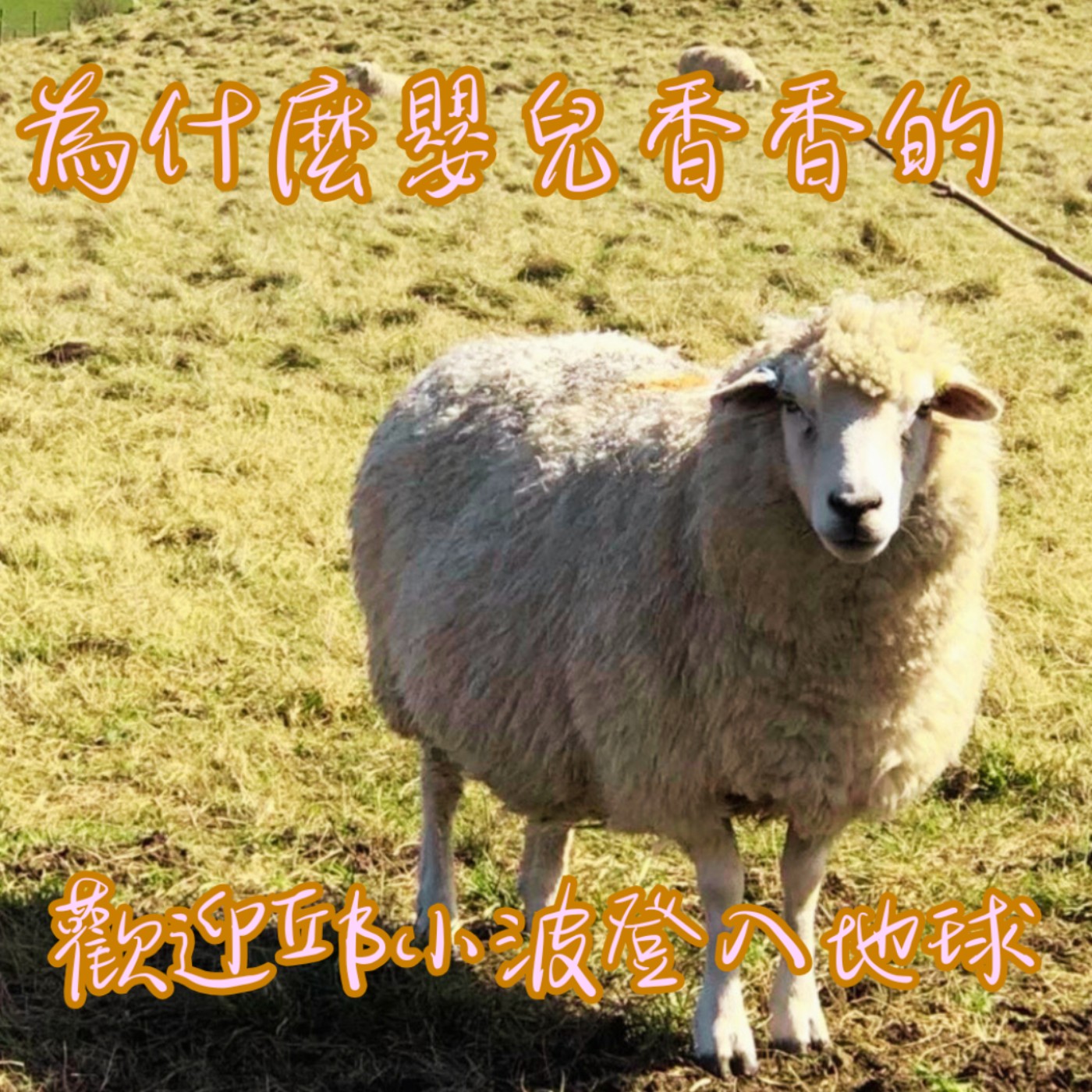 EP29【說】為什麼嬰兒會香香的?|歡迎邱小波小朋友登入地球 episode artwork