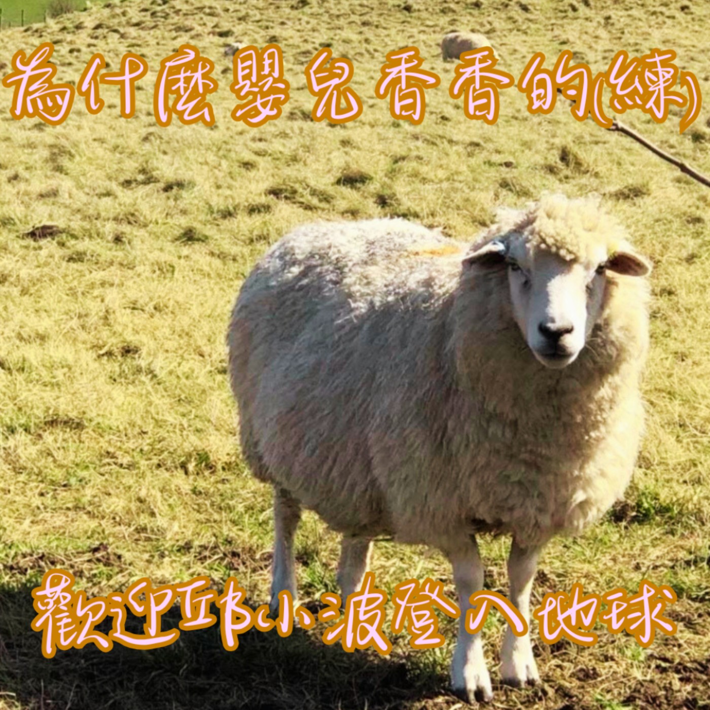 EP30【教你說】為什麼嬰兒會香香的?|歡迎邱小波小朋友登入地球 episode artwork