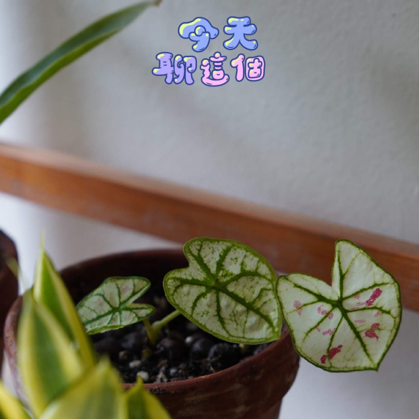 EP3｜今天聊這個：轉大人的那些事：長大就是越來世俗？J人P人之戰、新竹下班日常 episode artwork