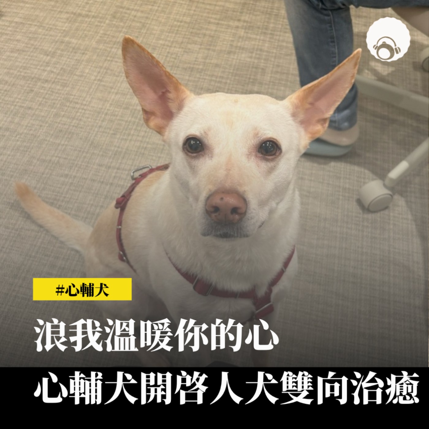 浪我溫暖你的心　心輔犬開啓人犬雙向治癒 episode artwork