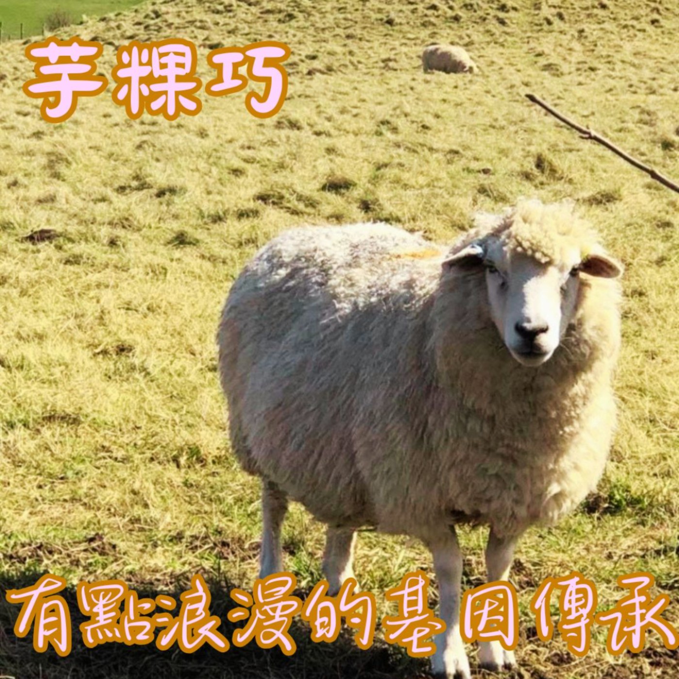 EP39【說】芋粿巧Some connections do not need memories. ｜我沒見過我爸爸的爸爸，但愛吃的食物居然一樣… episode artwork