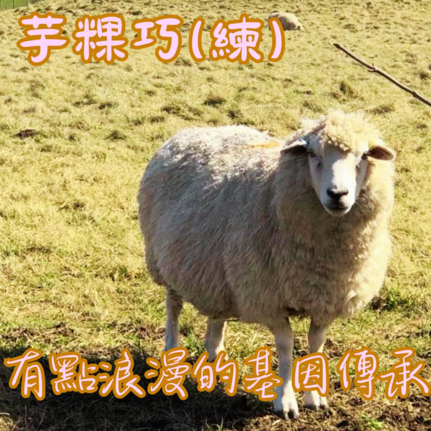 EP40【教你說】芋粿巧Some connections do not need memories. ｜我沒見過我爸爸的爸爸，但愛吃的食物居然一樣… episode artwork