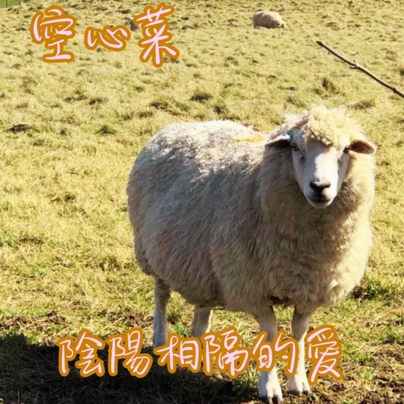 EP41【說】陰陽相隔的愛Why is water spinach on the Ghost Festival's offering table?｜普渡桌上的怪奇空心菜 episode artwork