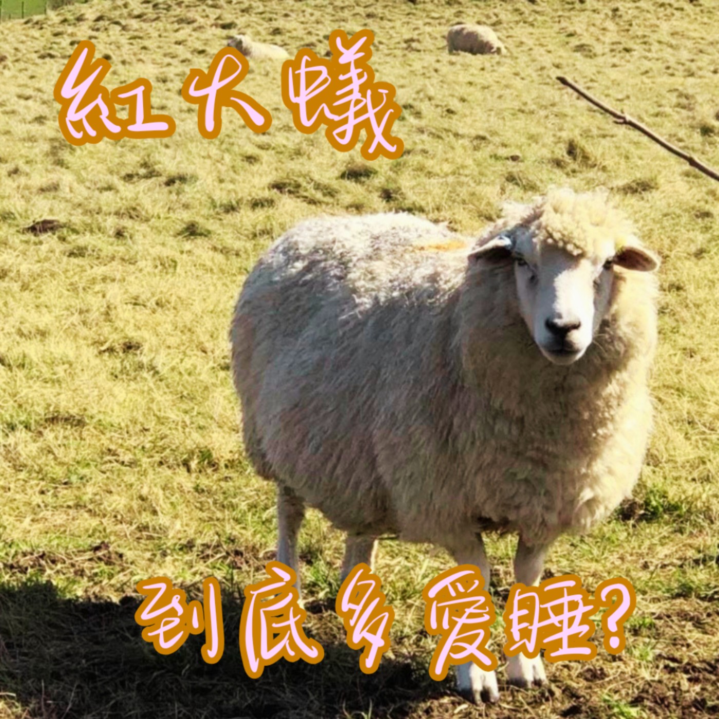 EP49【說】 牠一天可以睡幾百次耶，羨慕嗎？    Ants Sleep Hundreds of Times a Day. ｜螞蟻的好玩冷知識 episode artwork