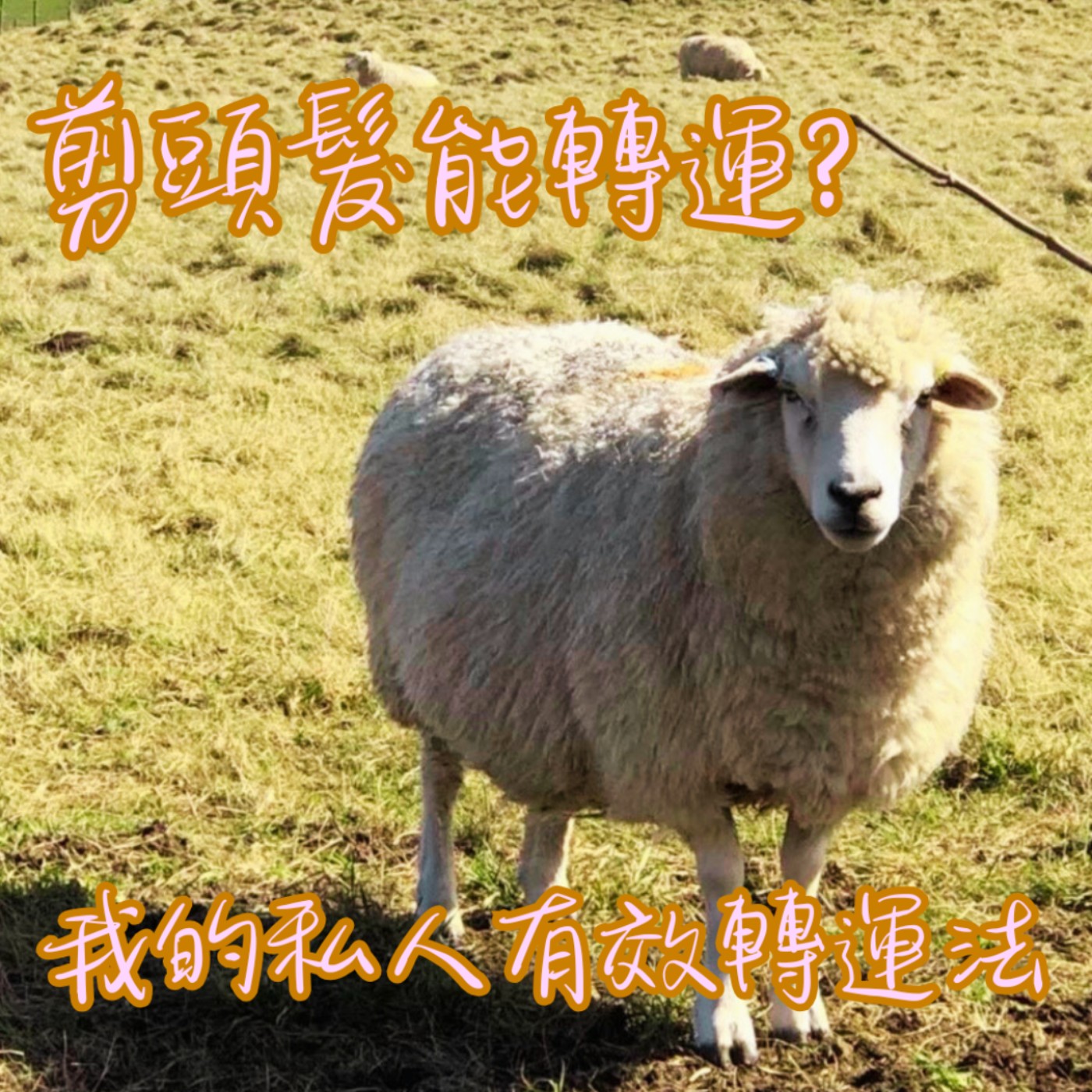 EP55【說】剪掉頭髮,就能剪掉霉運?Can a Haircut Cut Off Bad Luck? My Surprisingly Lucky Experience|我的私人有效轉運法